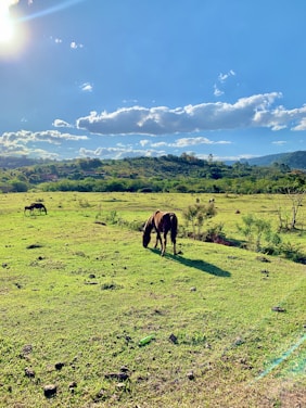 A serene landscape featuring horses grazing in a lush green field under a clear blue sky.