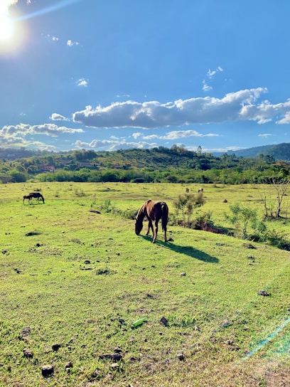 A serene landscape featuring horses grazing in a lush green field under a clear blue sky.