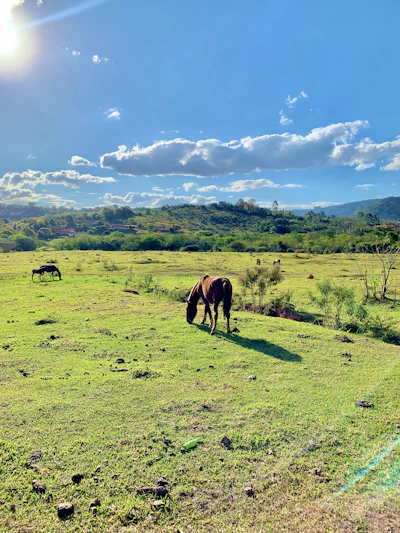 A serene pasture at Equilibrio Ecuestre with horses grazing peacefully under a clear blue sky.