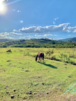 A serene landscape featuring a lush green field under a bright blue sky adorned with fluffy white clouds. Horses are grazing peacefully, surrounded by rolling hills and distant trees, with the sun casting a warm glow over the scene.