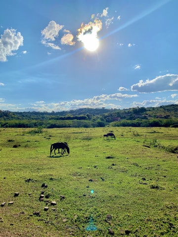 A sunny farm scene showing horses grazing near RVs with kids riding ATVs and a cricket game in the background.