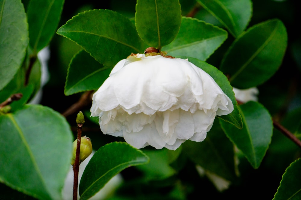 a white flower with green leaves in the background