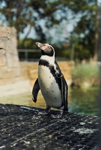 A penguin stands on a textured platform in an outdoor setting. The background features blurred trees and some stone structures, suggesting a zoo or wildlife park environment.