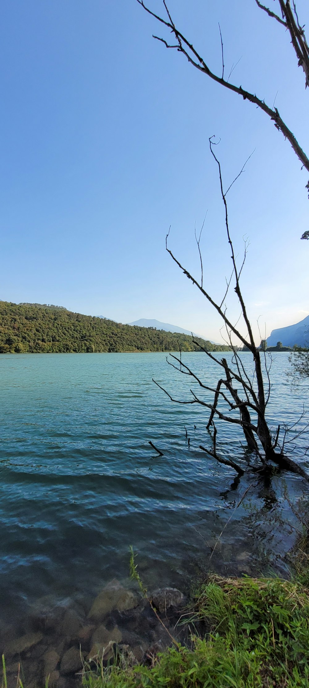 a body of water surrounded by a forest