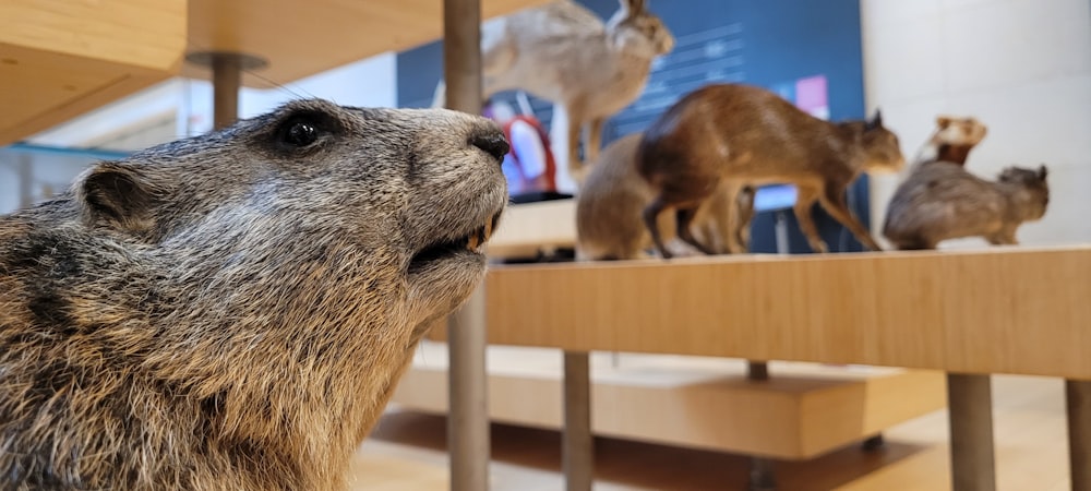 a display of taxidermy in a museum