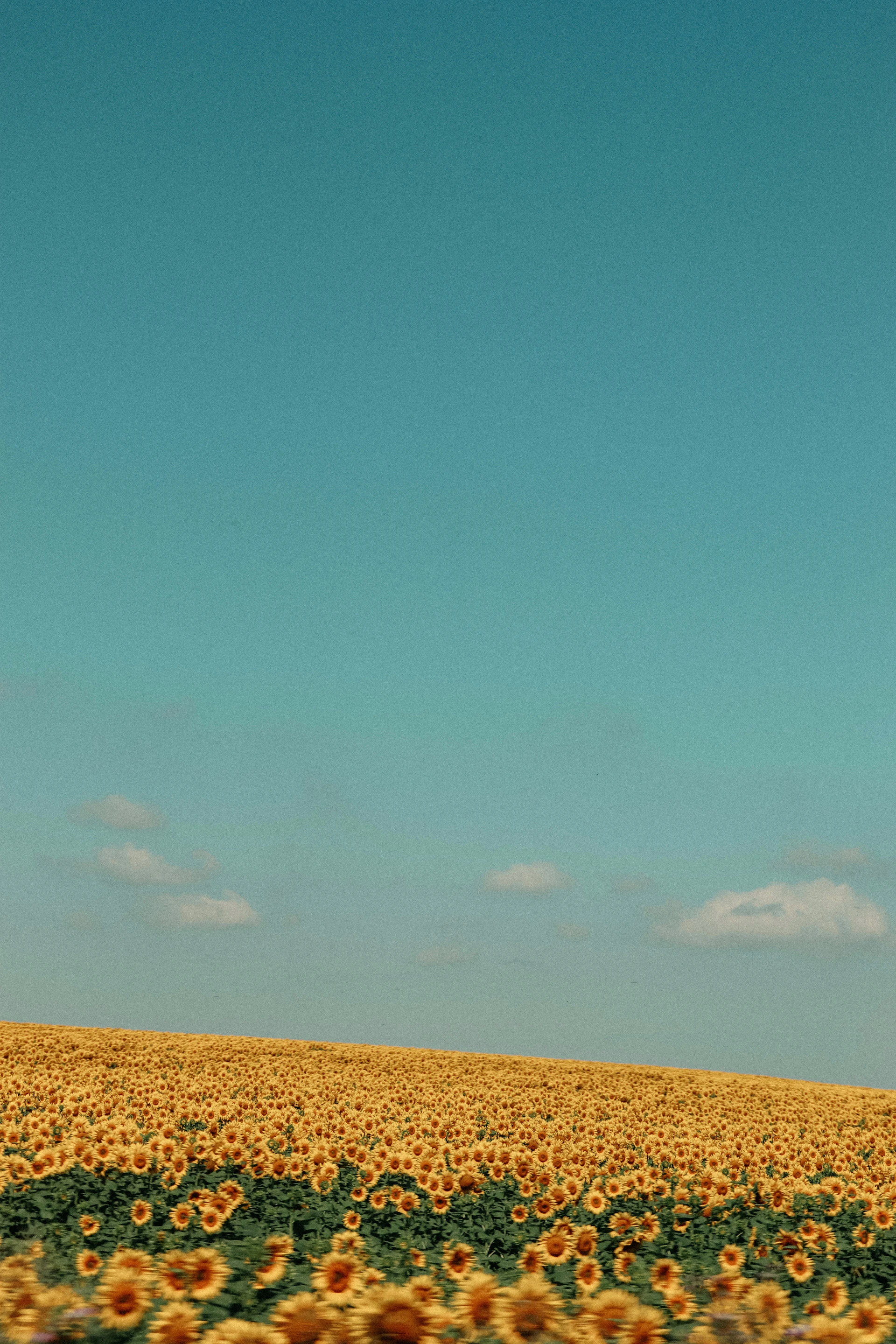 a large field of sunflowers under a blue sky