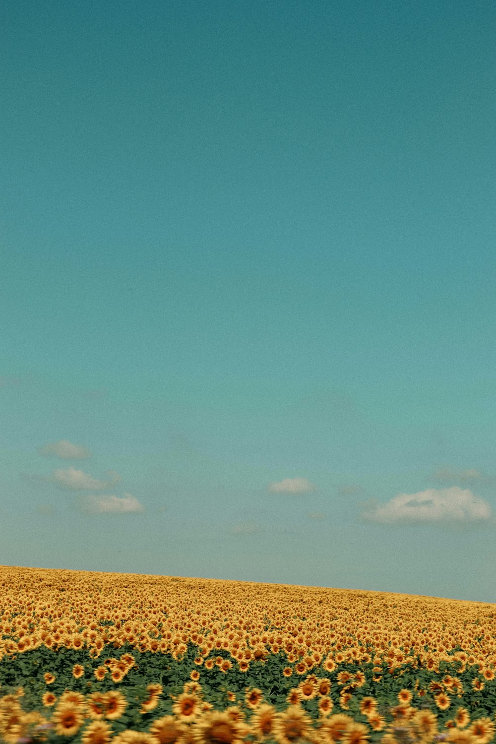 a large field of sunflowers under a blue sky