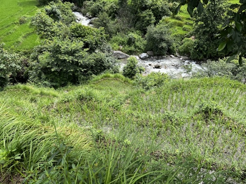 Lush green vegetation surrounds a flowing river. Fields with tall grasses and rice plants stretch over gently sloping terrain. The scene is abundant with various shades of green, indicative of a healthy natural landscape.