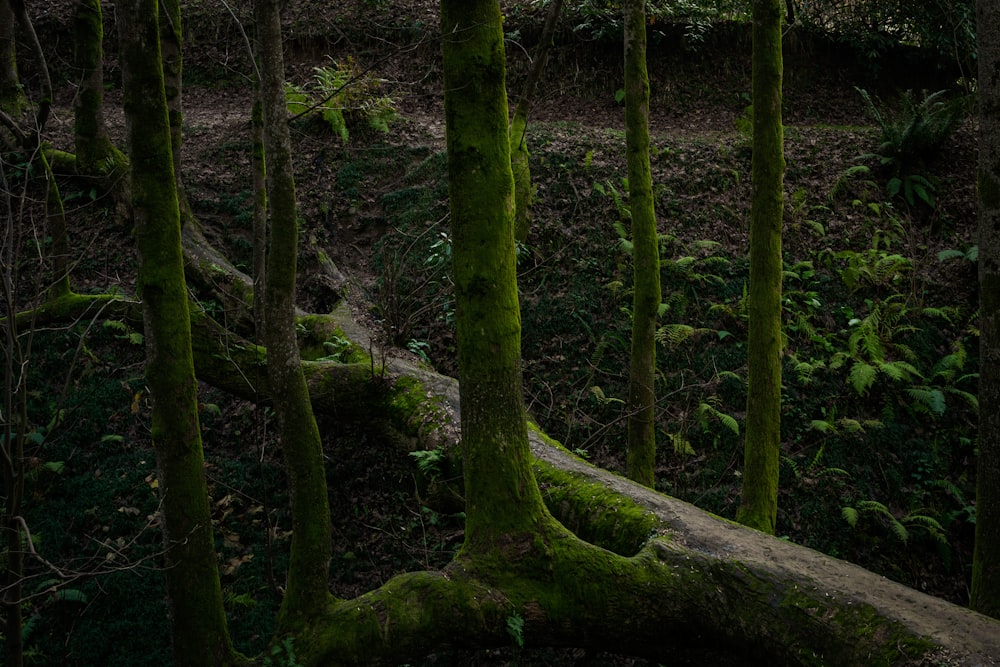 a forest filled with lots of trees covered in green moss