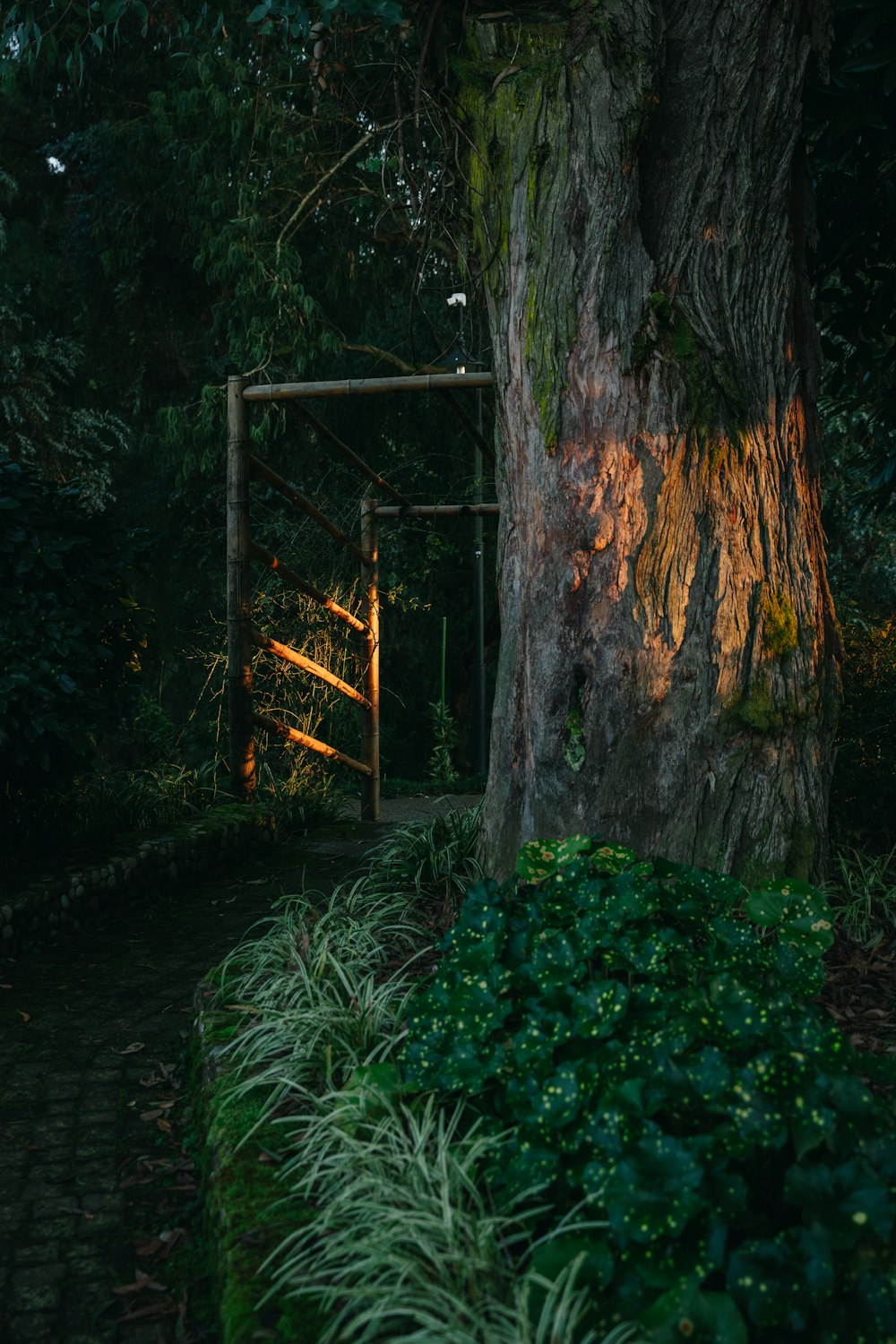 a tree with a gate in the middle of it