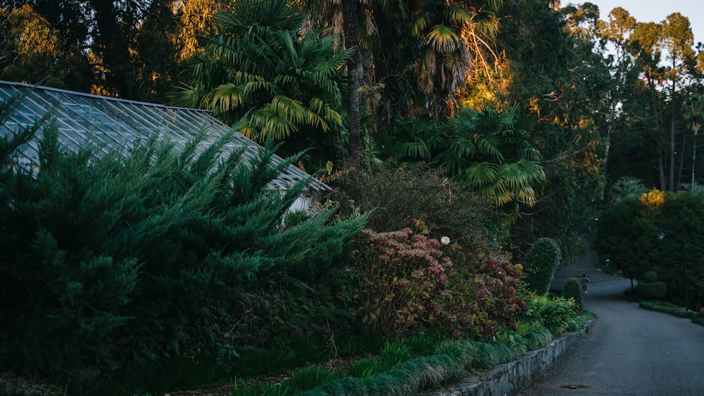 a house in the middle of a lush green forest