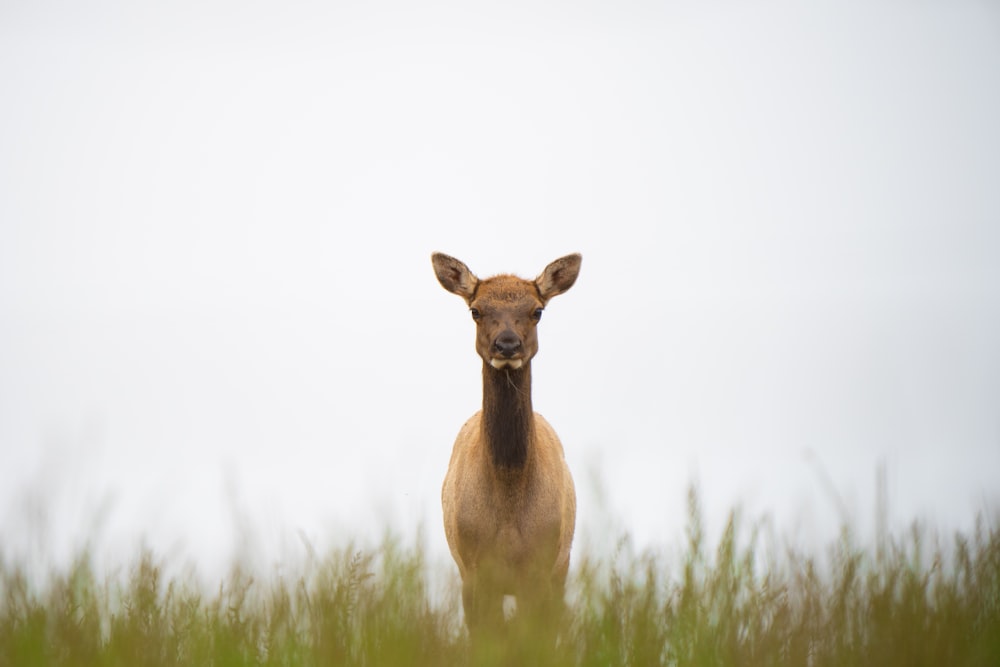 a deer standing in a field of tall grass