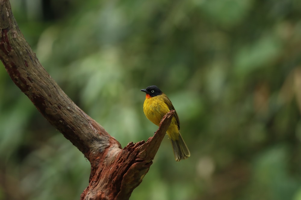 a small yellow and black bird sitting on a tree branch