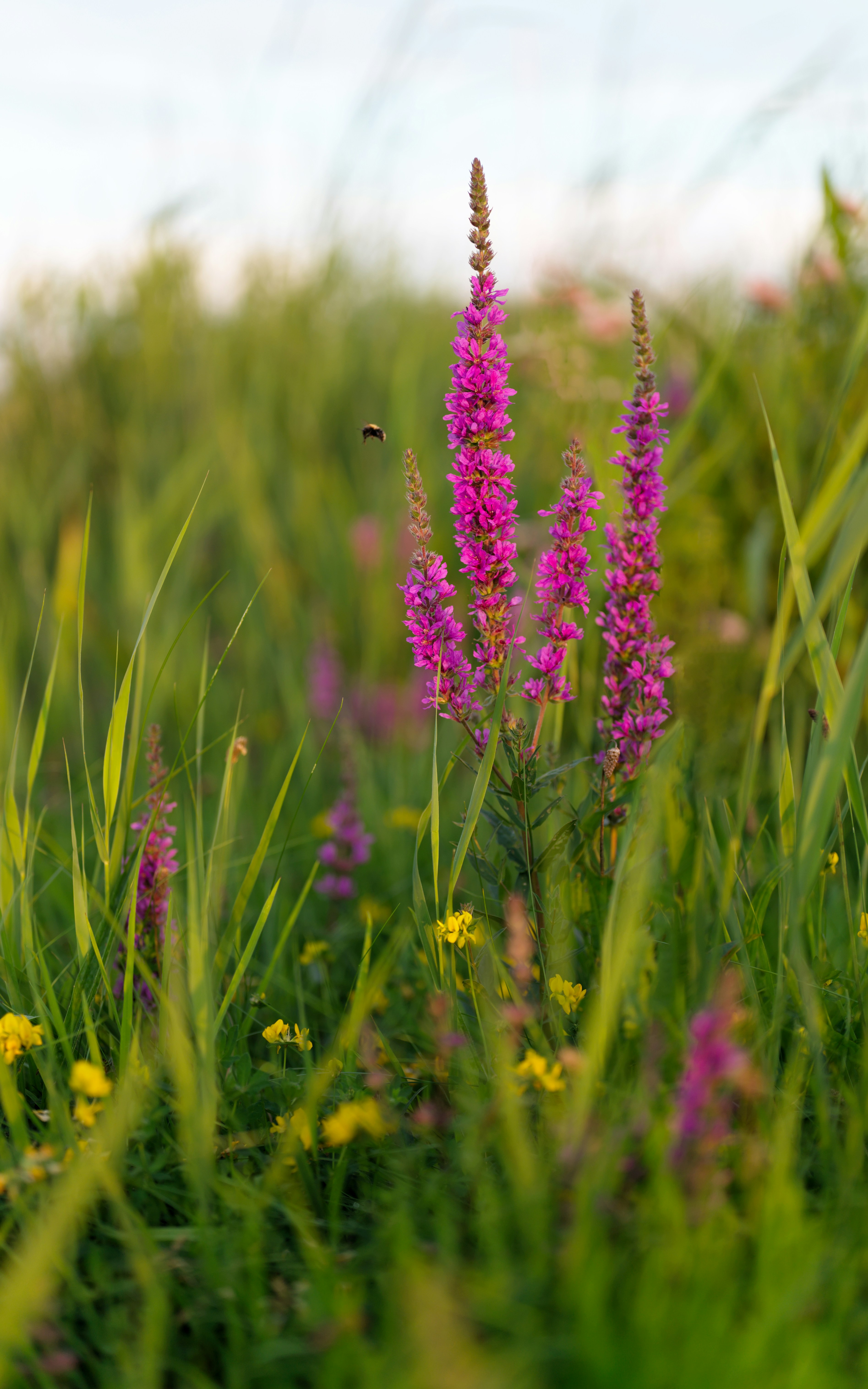 Photo by job_vermeulen