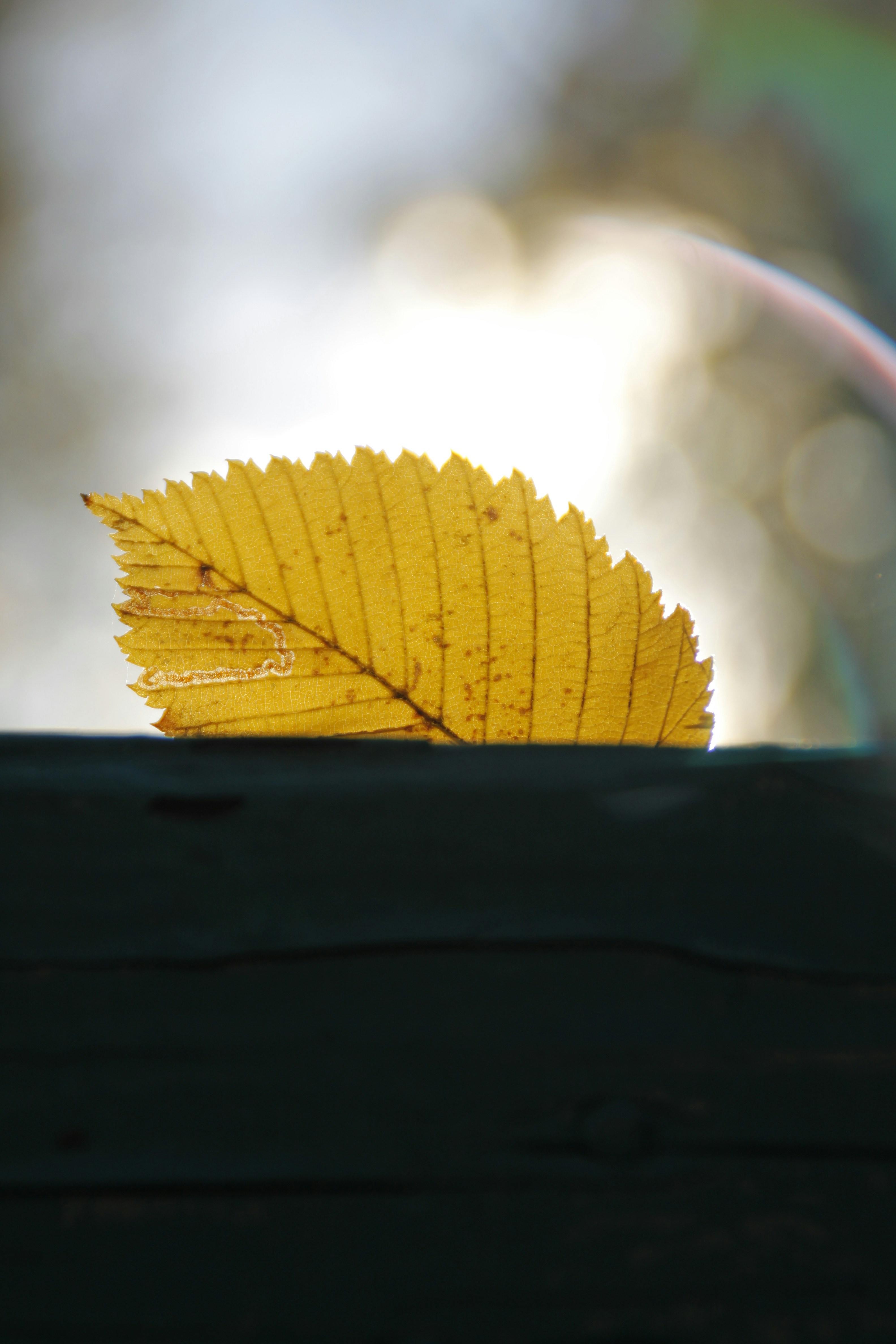 a yellow leaf sitting on top of a wooden table