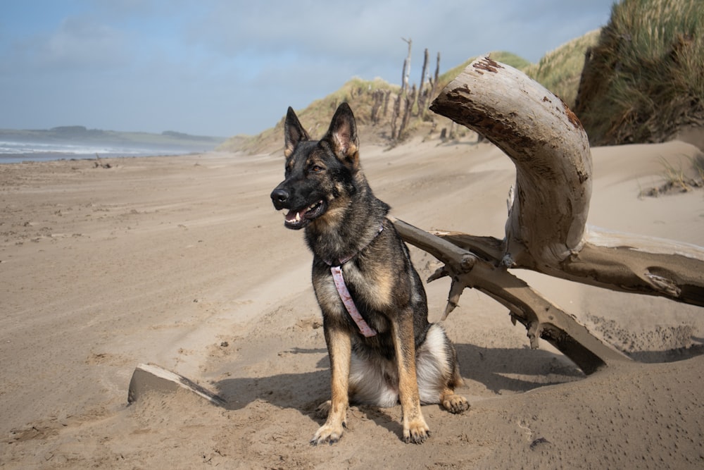 a dog sitting on a beach next to a fallen tree