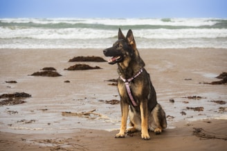 A German Shepherd wearing a harness sits on a sandy beach. The ocean waves crash in the background, and patches of seaweed are scattered across the shore.