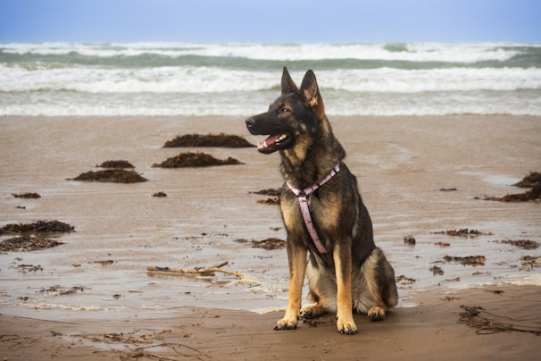 A German Shepherd wearing a harness sits on a sandy beach. The ocean waves crash in the background, and patches of seaweed are scattered across the shore.