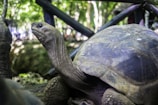 a large turtle standing next to a smaller turtle
