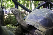 a large turtle standing next to a smaller turtle
