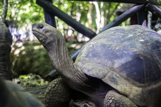 a large turtle standing next to a smaller turtle
