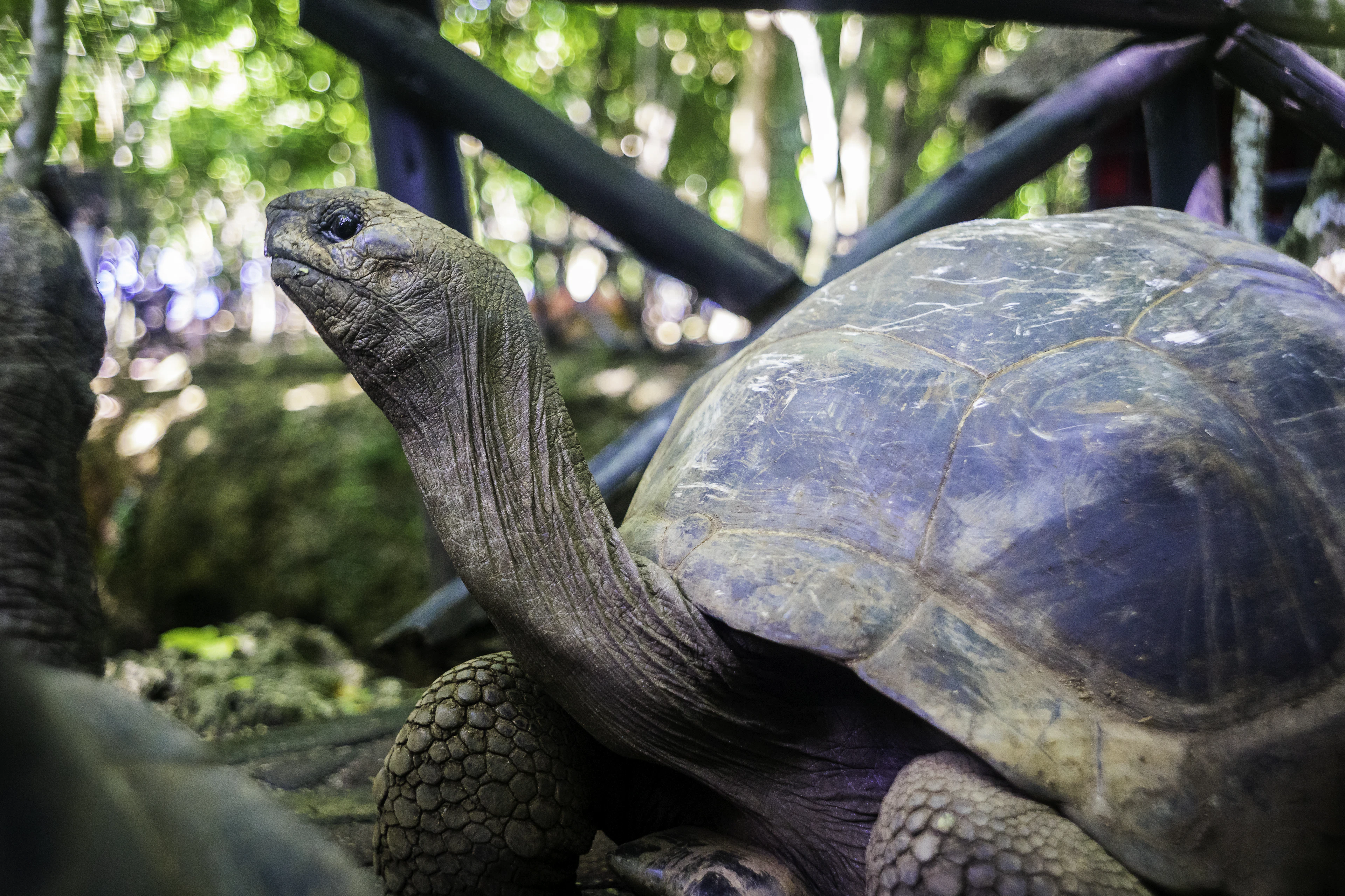 A giant Aldabra tortoise stretches its long wrinkled neck upward in the dappled green shade of the tortoise sanctuary on Prison Island, Zanzibar