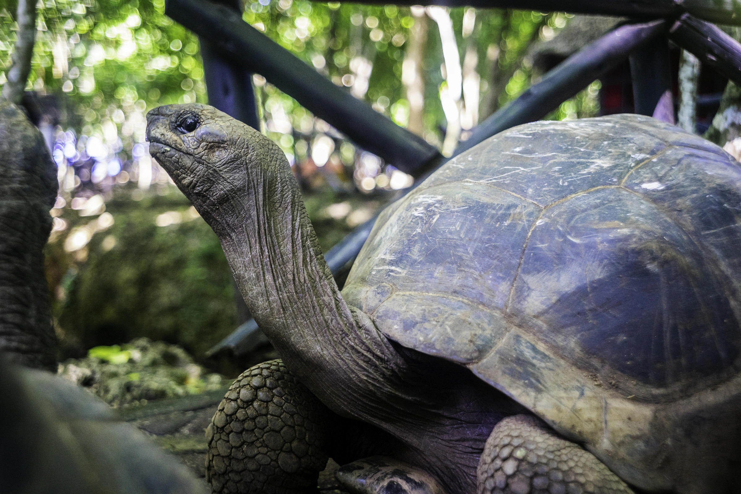 Giant Aldabra tortoises at Prison Island sanctuary, Zanzibar