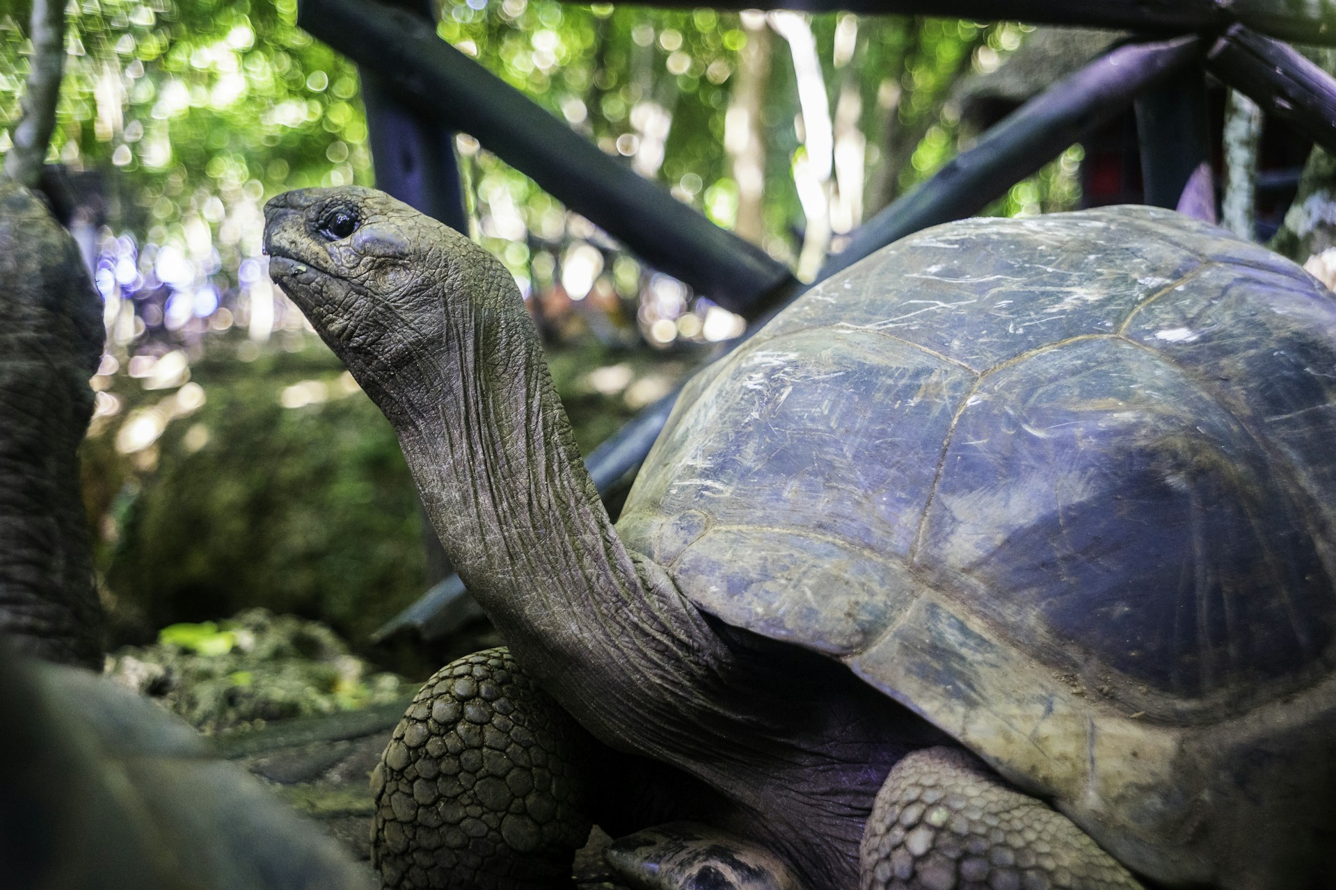a large turtle standing next to a smaller turtle