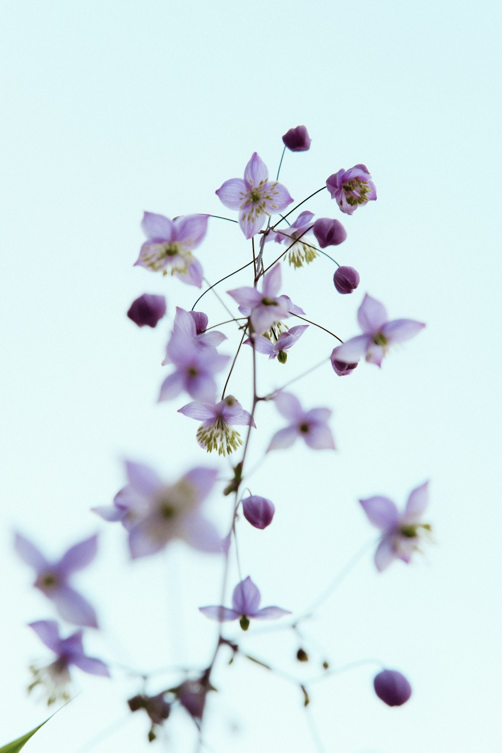 a close up of a purple flower with a sky background