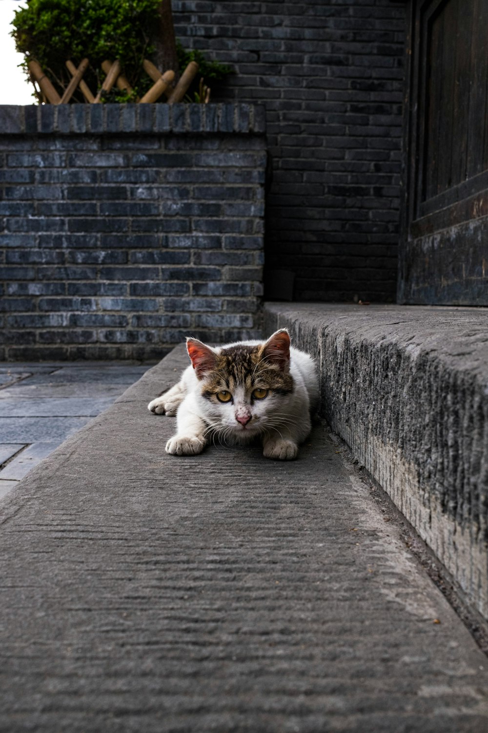 un chat couché sur un trottoir