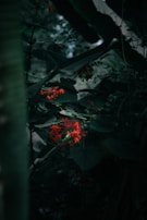 A series of art prints featuring delicate illustrations of forest flora with deep, moody colors.