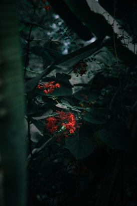 A dark, moody forest scene is captured with deep green leaves brimming with vibrant red flowers. The interplay of shadows and light creates a sense of mystery and depth, highlighting the contrast between the lush foliage and the bright blooms.