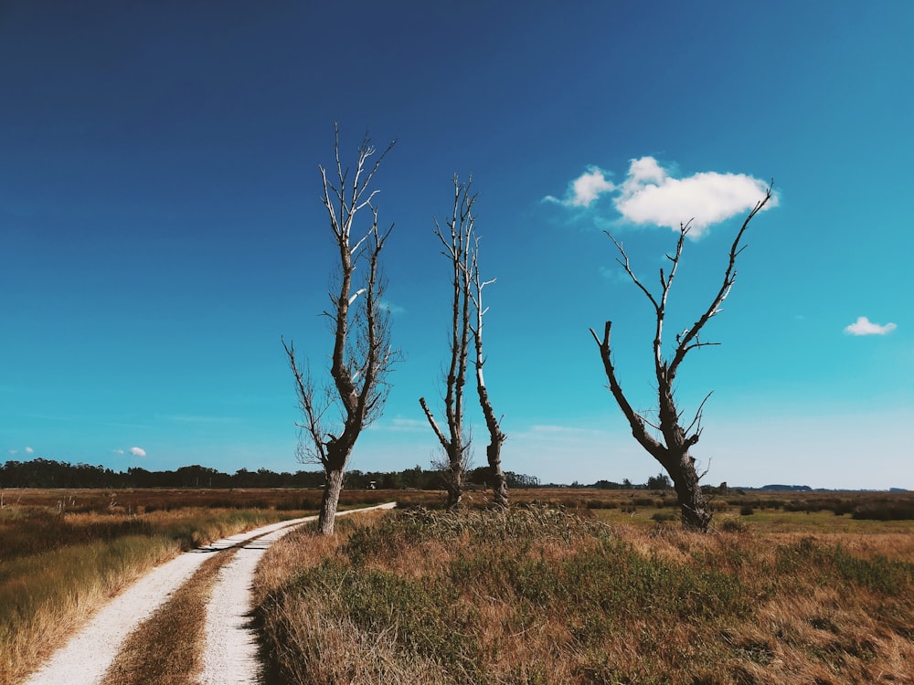 a dirt road in a field with dead trees