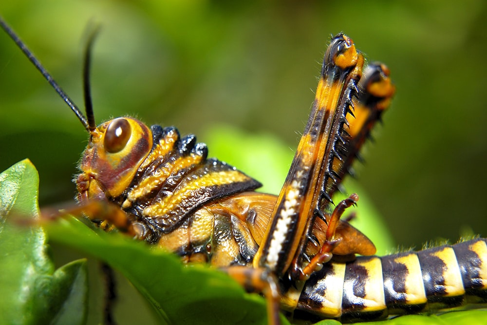 a close up of a bug on a leaf