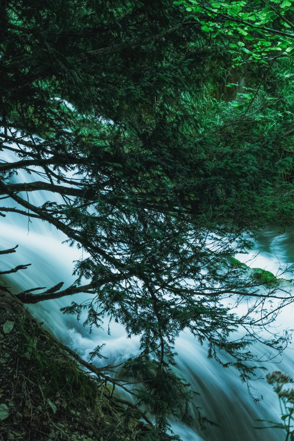 une rivière qui coule à travers une forêt verdoyante