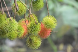 Several rambutan fruits hang from branches. The fruits are distinct with their hairy outer skin, predominantly green with some turning red as they ripen. The background shows a blur of green foliage.