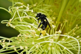 a close up of a bee on a flower