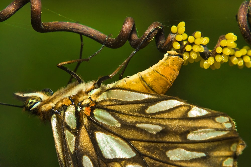 a close up of a butterfly on a plant