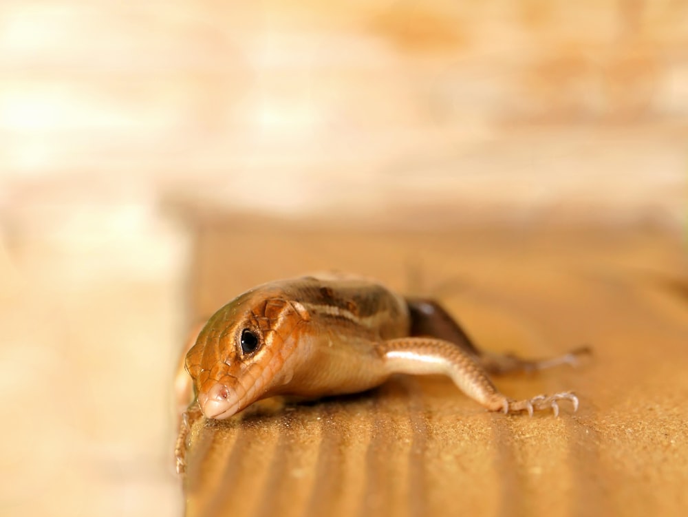 a small lizard laying on a wooden surface