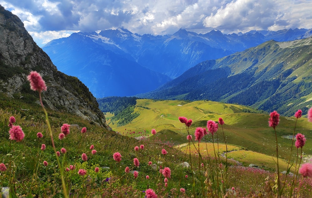 pink flowers in the foreground of a valley with mountains in the background