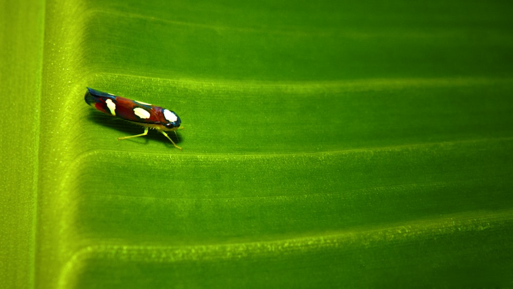 a bug sitting on top of a green leaf