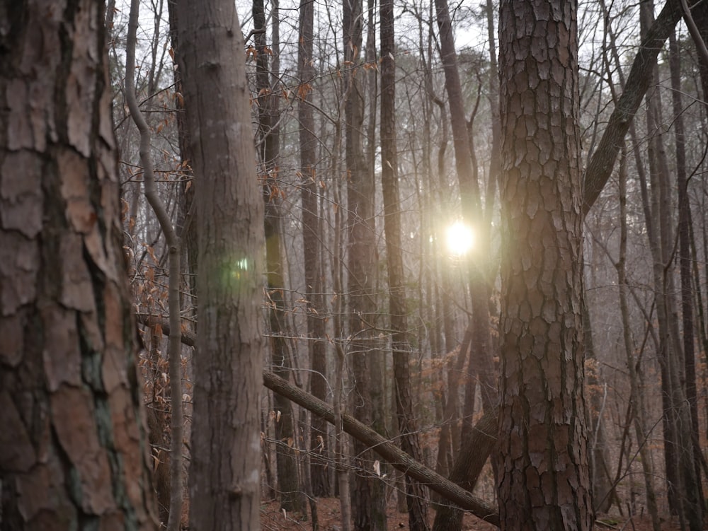 the sun is shining through the trees in the woods