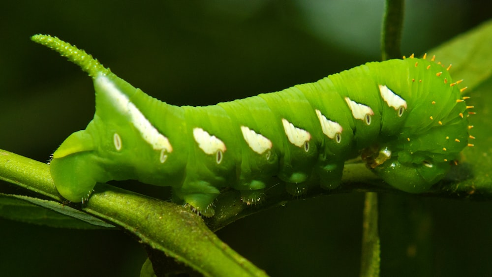 um close up de uma lagarta verde em uma planta