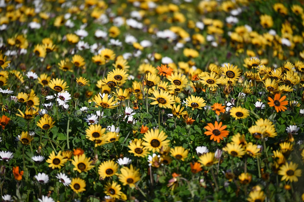 a field full of yellow and white flowers