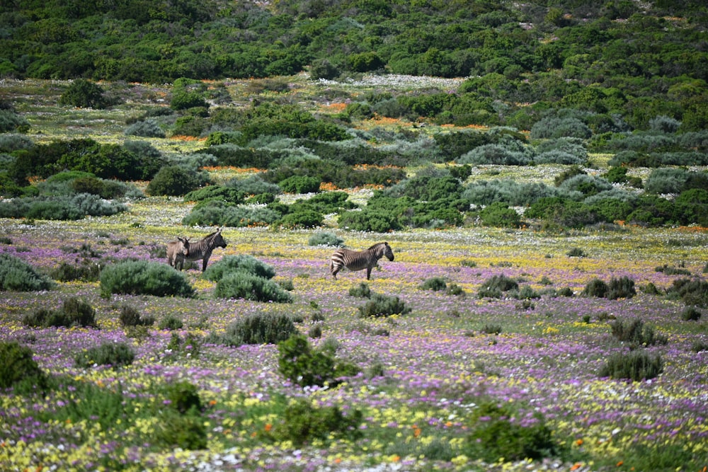 two horses in a field of wildflowers and trees