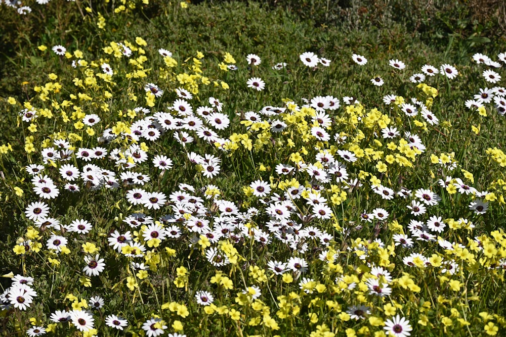 a field full of white and yellow flowers