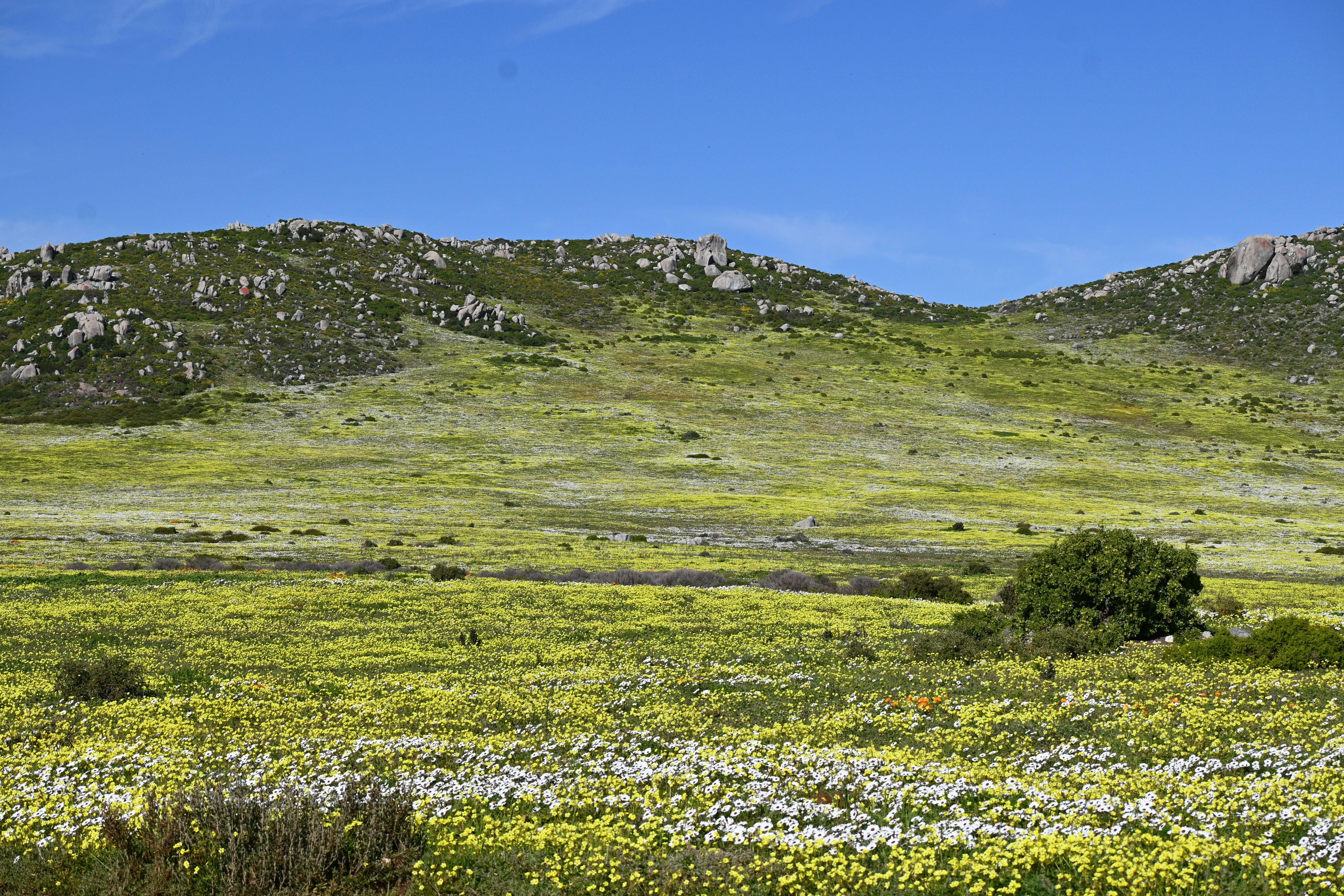 Mount Roraima’s Neighbors: The Other Tepuis (image credits: unsplash)