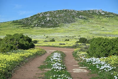 A gently rolling plot with a dirt path winding through wildflowers.