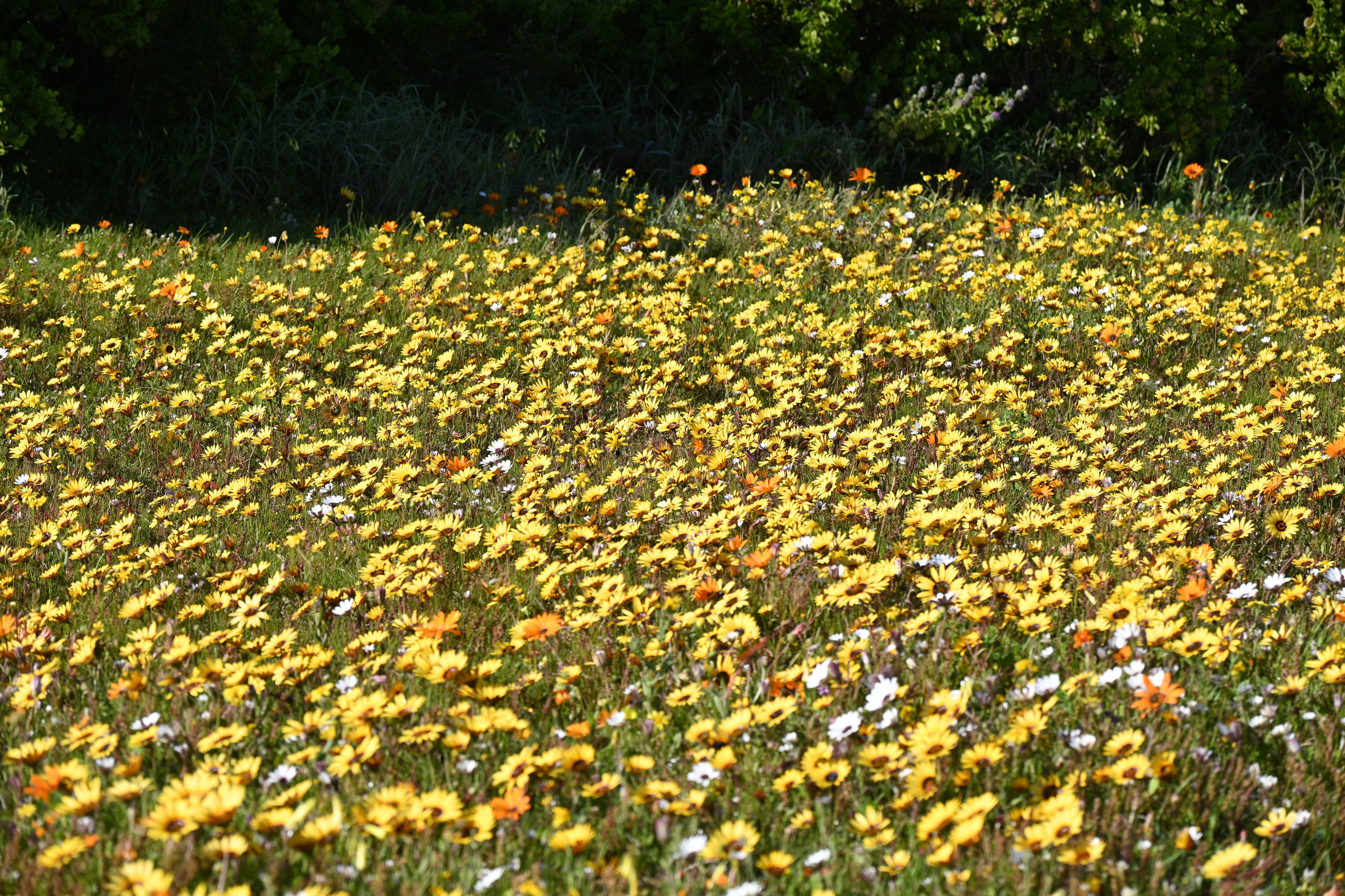 ein Feld voller gelber und weißer Blumen