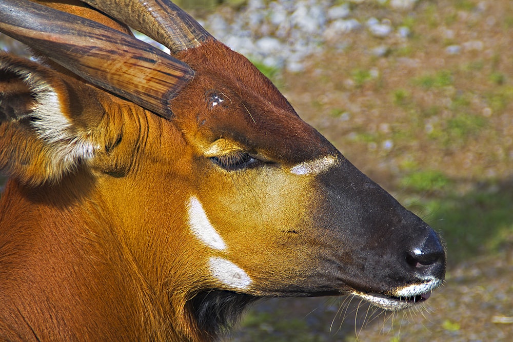a close up of a deer with horns on it's head
